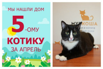 Ура! У котика Тимыча появилась долгожданная семья!