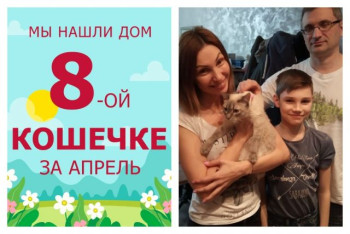 Двухлетняя кошечка Валента отправилась в новый дом!
