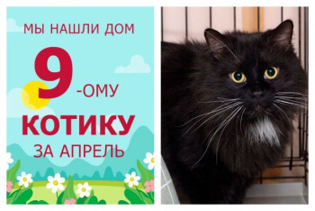 У роскошного кота Мэтью появилась любящая хозяйка!