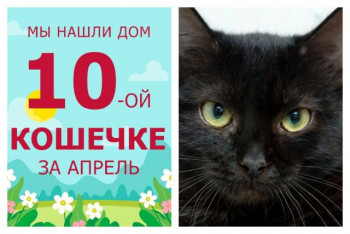 У кошечки Конэко начинается счастливая домашняя жизнь!