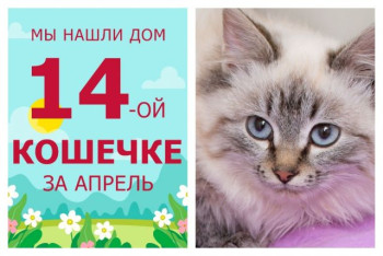Восьмимесячная Кокетка стала домашней любимицей!