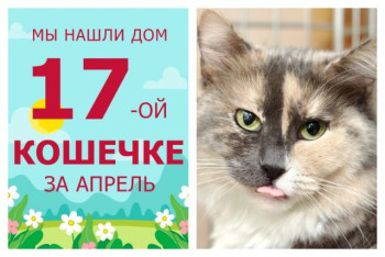 Нежная кошечка Терракота обрела домашнее счастье!