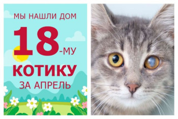 У котёнка Гольфика появилась любящая семья!