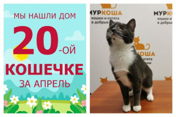 Кошечка Беретка стала домашней любимицей!