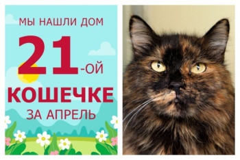 Кошечка Гелла обрела домашнее счастье!