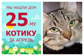 Юный котик Шелдон стал домашним любимцем!