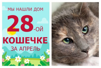 Нежная кошечка Шарлуша стала домашней!