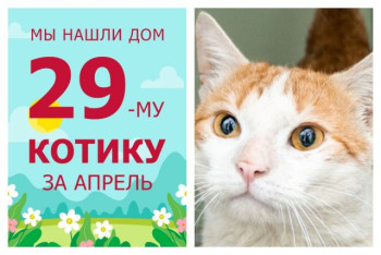 У котика Дживса появилась любящая семья спустя полтора месяца!