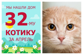 Уличный котик Агат стал домашним меньше чем за два месяца!