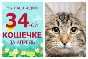 Мы нашли дом двухлетней кошечке Любаше за один месяц!