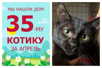 Милый котик Крузя стал домашним любимцем!