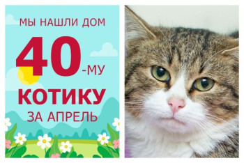 Котик Шалун стал домашним любимцем!