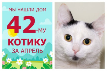 Ласковый котёнок Мякиш отправился в счастливую домашнюю жизнь!