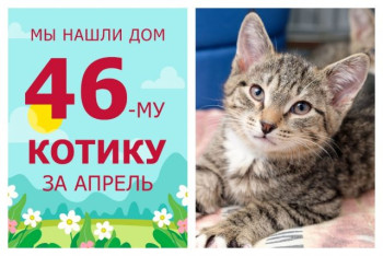 Провожаем в домашнюю жизнь котенка Кондрата!