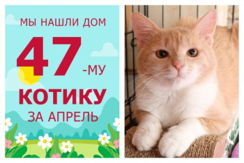 У солнечного котика Карри начинается новая жизнь!