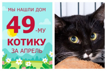 Девятимесячный котик Орленок улетел домой!