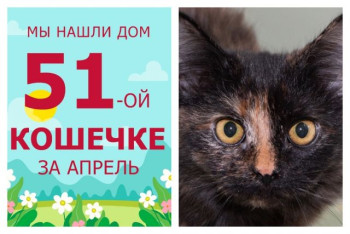 Годовалая кошечка Брускетка отправилась в новый дом!