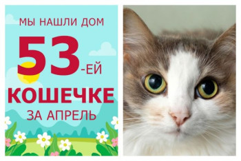 Новая домашняя сказка начинается у кошечки Синдереллы!