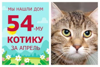 У уличного котика Лаврика появился уютный дом и ответственные хозяева!
