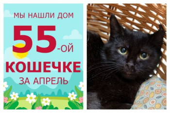 Уезжает в новый дом семимесячная кошечка Вега!