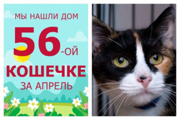 Мы нашли новый дом для кошечки Кьянти за один месяц!