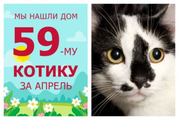 Нарядный котик Джека стал домашним любимцем!