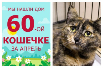 Прекрасная кошечка Феечка отправилась в свою домашнюю сказку!