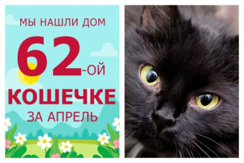 Ласковая Ланита нашла дом за два месяца!