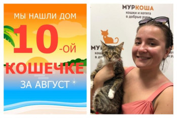 Кошечка Паула стала домашней любимицей!