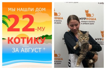 Котик Брут отправился домой!
