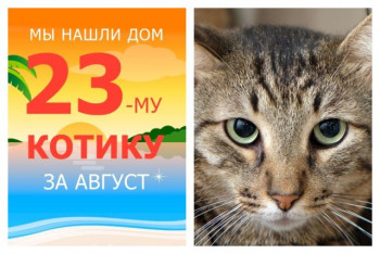 Котик Ясон обрёл долгожданное домашнее счастье!