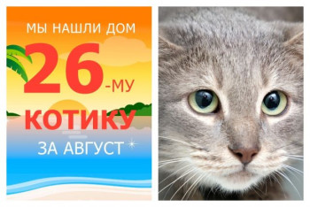 Котик Врунгель начинает новую домашнюю жизнь!