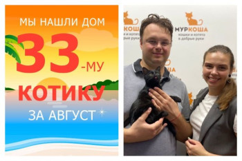Котёнок Цыганёнок начинает счастливую домашнюю жизнь!