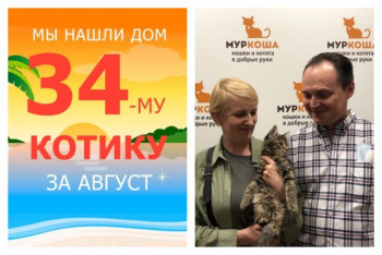 Котенок Финист стал домашним за двадцать дней!
