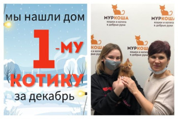 Котёнок Адриан начинает счастливую домашнюю жизнь!