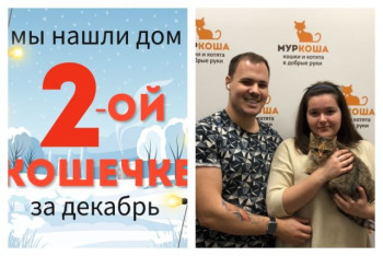Кошечка Мортиша нашла дом за полтора месяца!