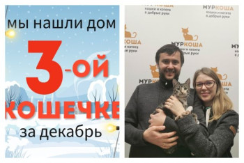 Очаровательная Шампунька теперь домашняя кошечка!