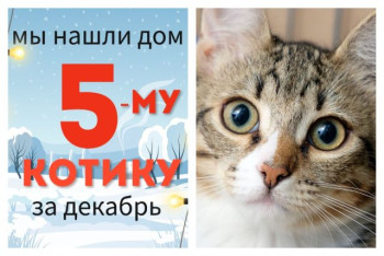 Юный котик Чеслав теперь домашний!