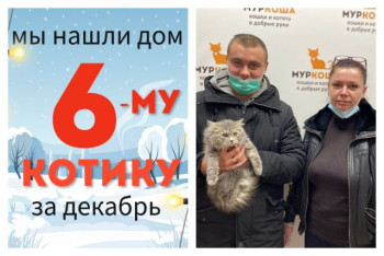 Пушистик Рэм нашел дом за один месяц!