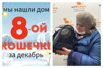 Милая Пихора нашла дома за две недели!