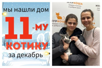 Котёнок Свитерочек нашёл свой дом всего за пять дней!