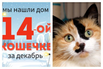Кошечка Барбари начинает жизнь с чистого листа!