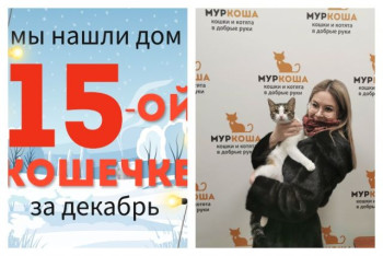 Кошечка Ладушка встретила заботливую хозяйку!