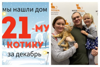 Рыжий Шустрик теперь домашний и любимый!