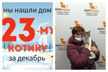 Котик Мерон начинает счастливую домашнюю жизнь!
