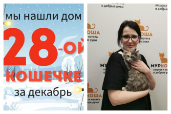 Кошечка Флешка начинает домашнюю жизнь!