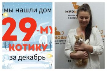 У котёнка Вильямса появилась заботливая хозяйка!