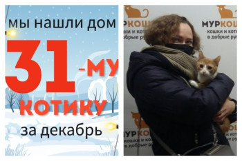 Котёнок Янтарик стал домашним и любимым!
