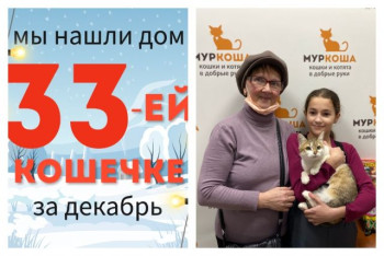Кошечка Сабрина нашла дом за один месяц!