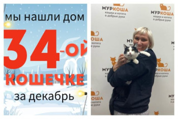Кошечка Брики обрела домашнее счастье!